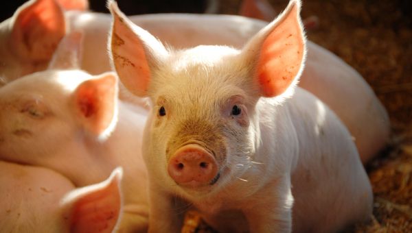 Image_20260806-swine